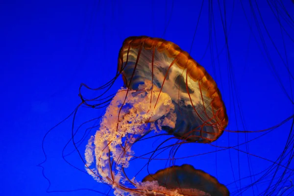 Medusas de urtigas marinhas — Fotografia de Stock