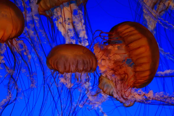 Medusas de urtigas marinhas — Fotografia de Stock