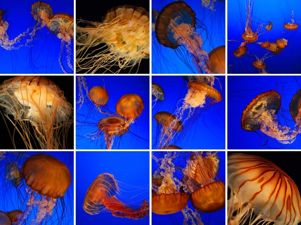 Colagem de medusas — Fotografia de Stock