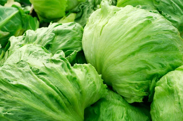 Iceberg lettuce — Stock Photo, Image