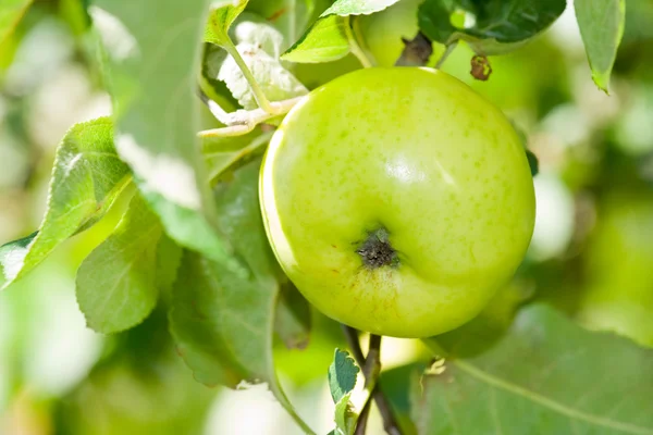 Apfel im Baum — Stockfoto