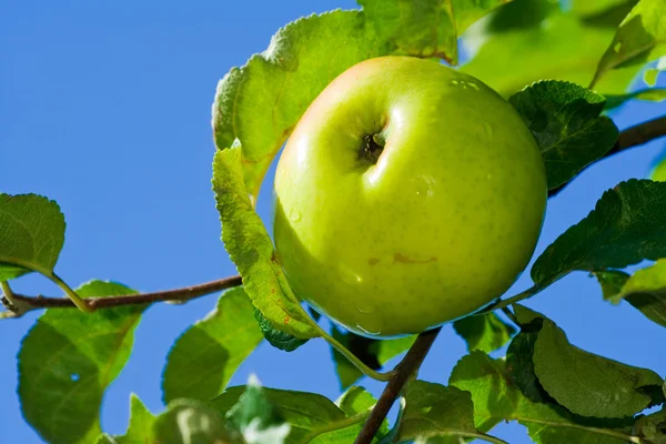 Apple in droplets of water just after rain — Stock Photo, Image