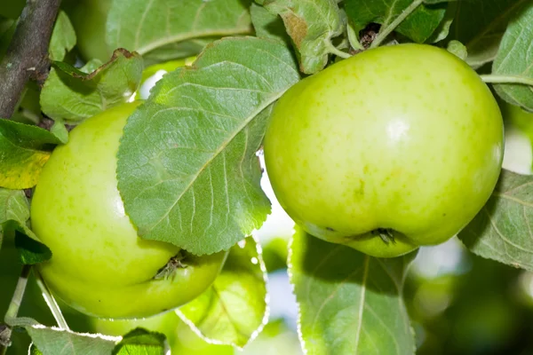 Zwei Äpfel in einem Baum — Stockfoto