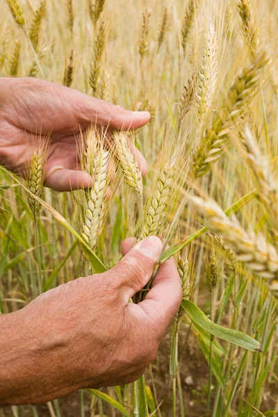 Mãos de agricultor sênior segurando orelhas de trigo — Fotografia de Stock