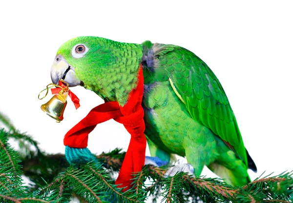 Grüner Amazonas-Papagei mit goldener Glocke sitzt auf einem Weihnachtsbaum lizenzfreie Stockfotos