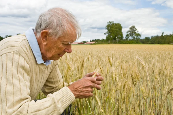 Agricultor sénior que examina as culturas de trigo Fotos De Bancos De Imagens Sem Royalties