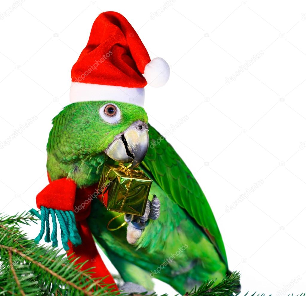Santa parrot holding a golden gift package