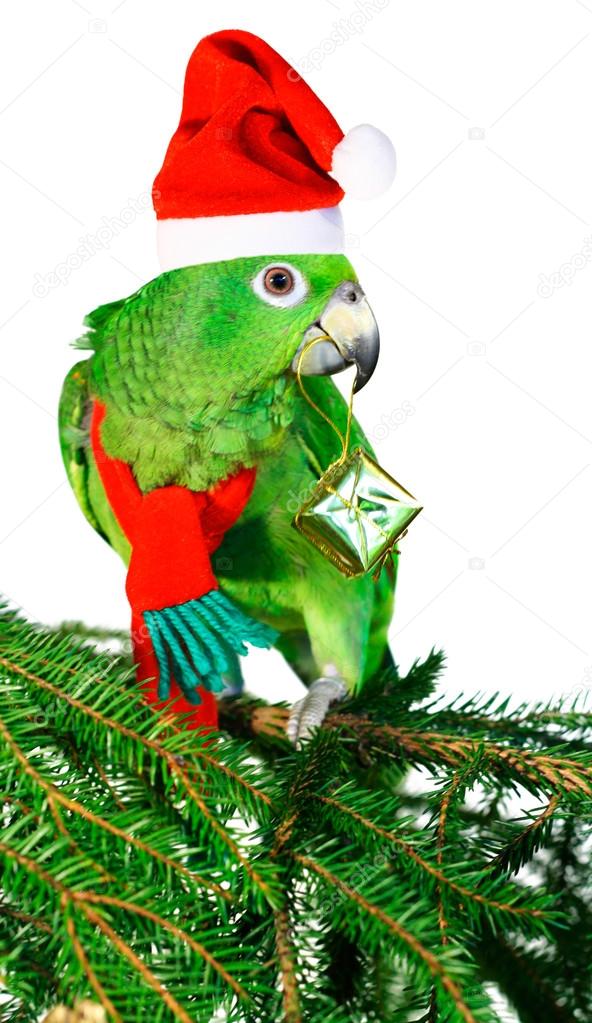 Green amazon parrot holding a golden gift parcel