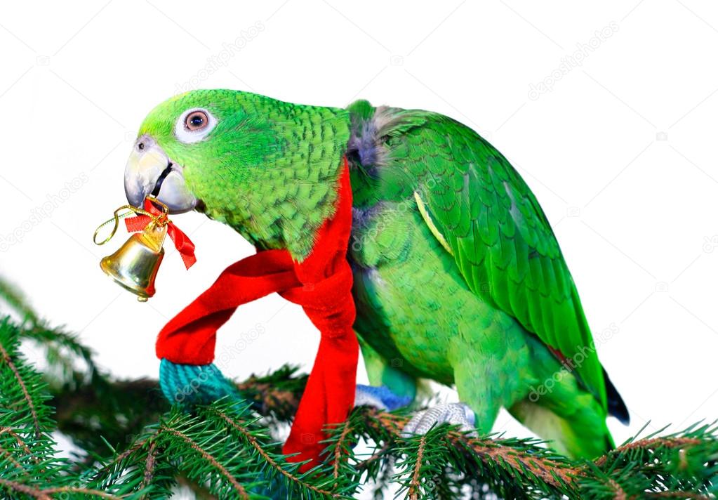 Green amazon parrot with a golden bell sitting on a Christmas tree