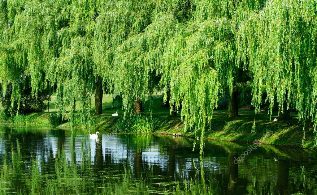 Sauces llorones 2023