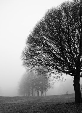 Ağaç siluetleri Aralık ayında sisli bir günde