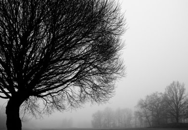Ağaç siluetleri Aralık ayında sisli bir günde