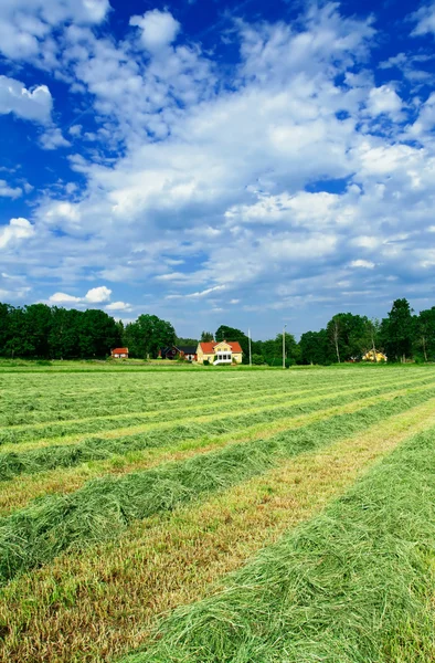 Reihen von trockenem Heu vor schwedischem Villenhaus — Stockfoto