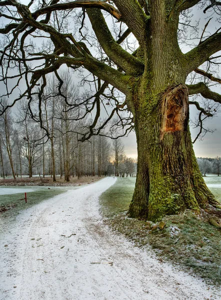 아래 눈이로 및 오래 된 오크 나무 로열티 프리 스톡 사진