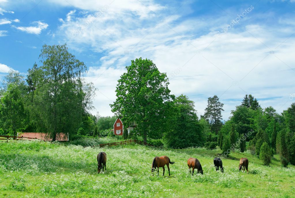 Swedish villa and gazing horses