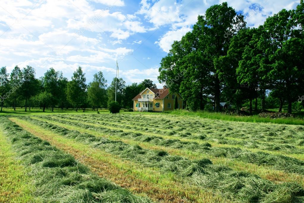 Rows of drying hay in front of Swedish villa house