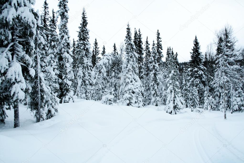 Cross country skiing trail