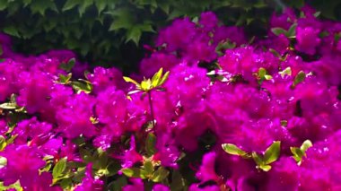 4K 'da güneşli bir bahar gününde açelya çiçeklerinin üzerinde kayan kamera.