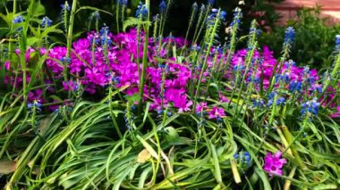 4K 'de güneşli bir bahar gününde çiçeklerden kayan kamera.