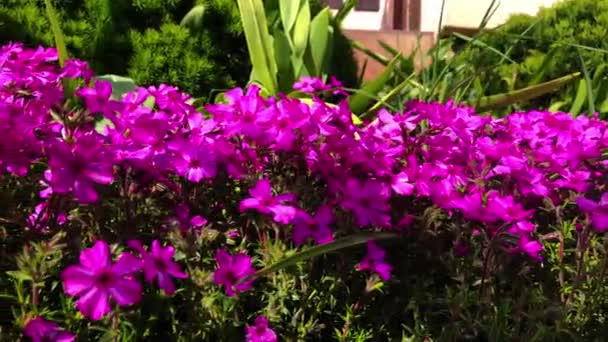 Câmera Deslizando Sobre Flores Azálea Dia Primavera Ensolarado — Vídeo de Stock