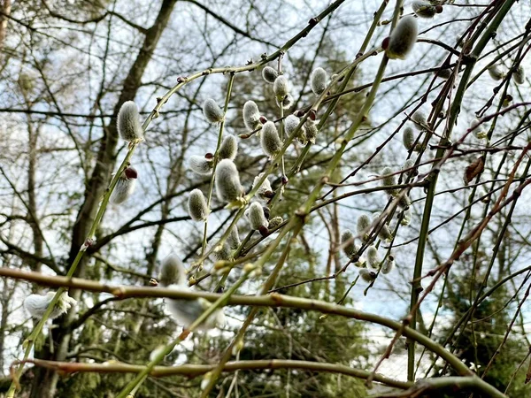 Leuchtend Graue Ohrringe Blühten Frühling Sehr Zarte Zweige Hellgrauen Ohrringen — Stockfoto
