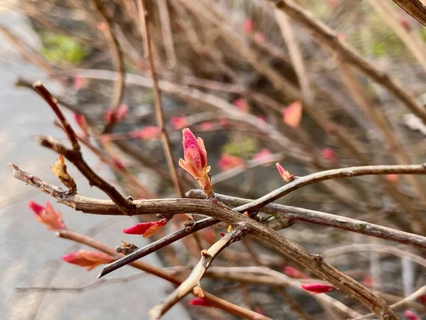 Los Brotes Rosa Han Comenzado Aparecer Las Ramas Primavera Los — Foto de Stock