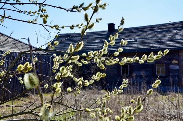 Une Branche Avec Des Chatons Printemps Lumineux Sur Fond Une — Photo