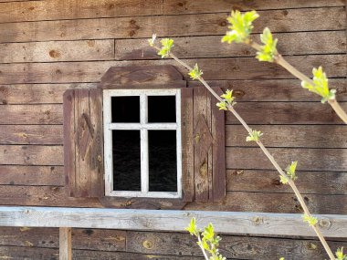 Ahşap bir pencerenin arka planında yeşil yapraklar olan bir dal. Beyaz pencereli ahşap kahverengi bir ev. Baharda güzel eski bir ev.