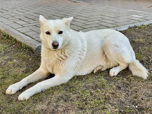 白い犬が庭の草の上に横になり 春の太陽の下に眠っています 優しい目の大きな白い犬 — ストック写真