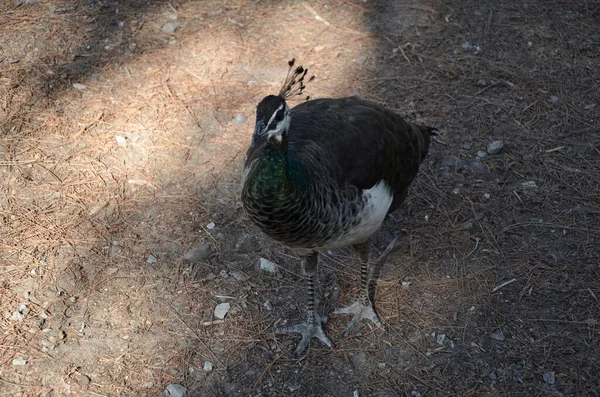 Pavo Real Que Camina Por Bosque Disfruta Los Rayos Del — Foto de Stock