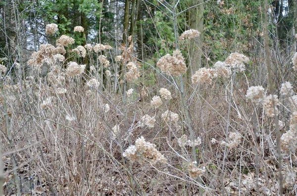 A glade of dried flowers in the forest. Forest landscape with beautiful dried flowers. An unusual phenomenon. An interesting find in the forest.