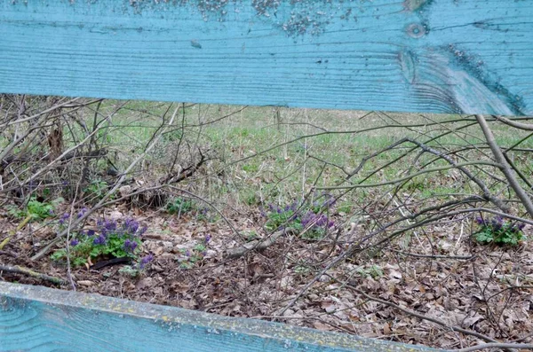 Bloemenboerderij Met Paarse Bloemen Achter Een Groen Houten Hek Voorjaarsbloemen — Stockfoto