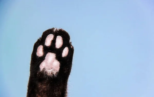 暗い猫の足で青の背景にテキストスペース — ストック写真