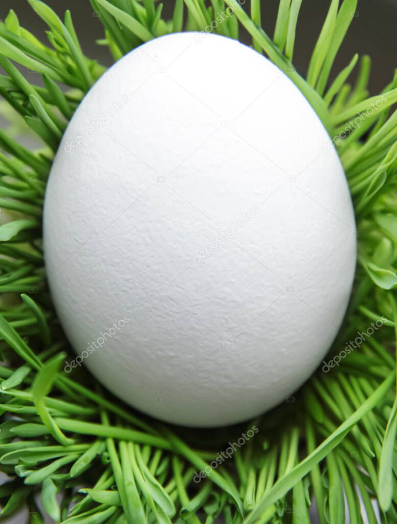 White uncolored Easter egg on green grass, closeup