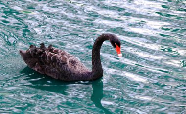 Beautiful black swan swimming in clean blue water pond clipart