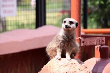 Mirket 'ın taşın üzerinde durup Nikolaev Hayvanat Bahçesi, Ukrayna' daki tehditleri izlemesini yakından izleyin. 7 Mayıs 2021