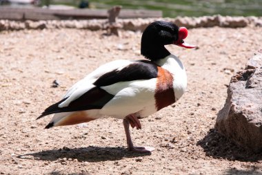 Kırmızı burunlu ördek kumda duruyor, Nikolaev Hayvanat Bahçesi, Ukrayna. 7 Mayıs 2021