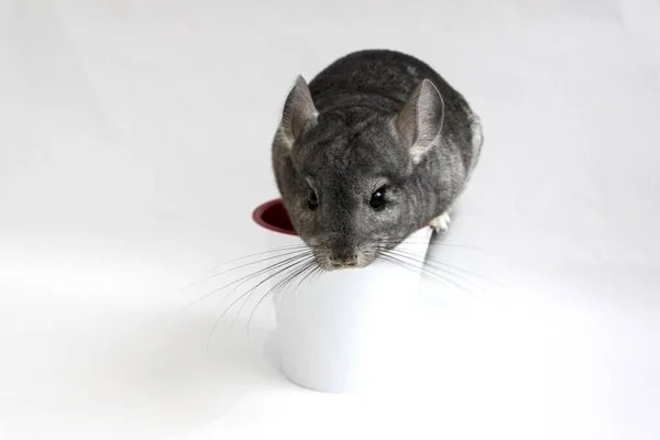 Söt Askfärgad Chinchilla Med Mörka Fläckar Sitter Blomkruka Vit Bakgrund — Stockfoto