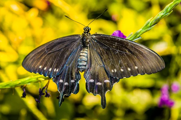 Prachtige vlinder op de plant — Stockfoto