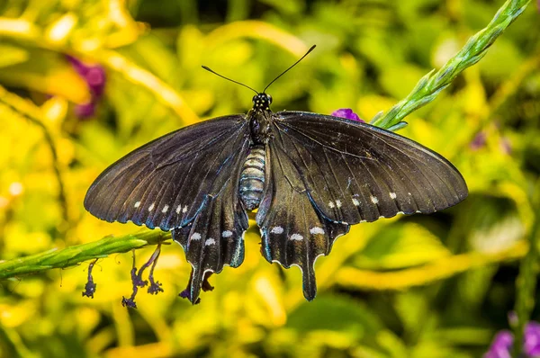 Prachtige vlinder op de plant — Stockfoto