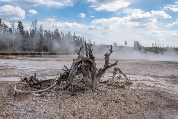 Νεκρά δέντρα της Yellowstone — Φωτογραφία Αρχείου