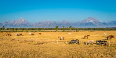 Wyoming atların