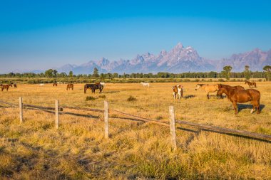 Wyoming atların
