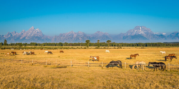 Horses of Wyoming