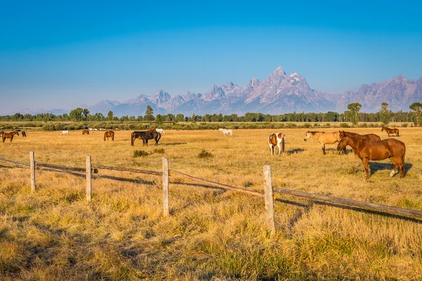 Wyoming atların