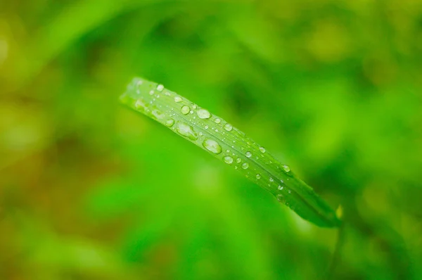 Краплі води на зеленому листі — стокове фото