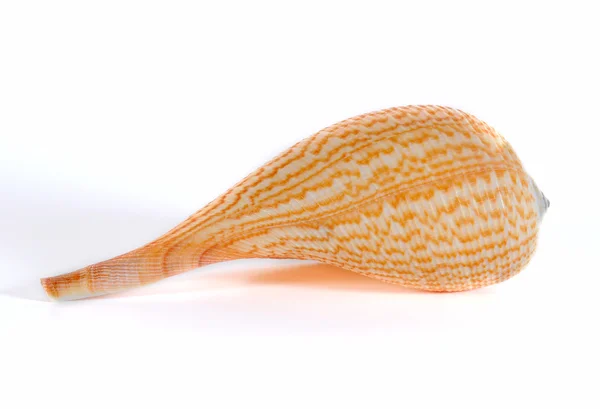 Seashell Ficus gracilis tegen witte achtergrond — Stockfoto