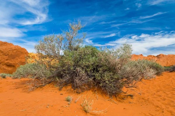 Steenwoestijn — Stockfoto