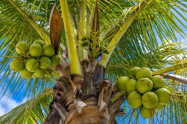 Cocos na árvore — Fotografia de Stock