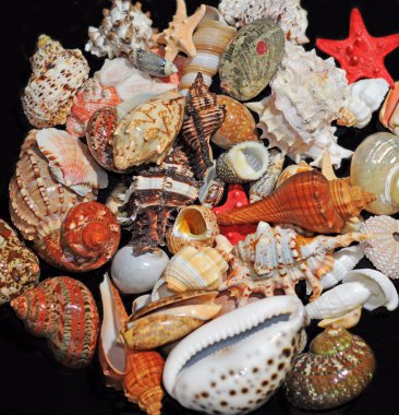Assorted colorful seashells clipart